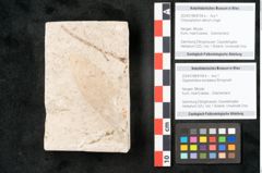 Foto (Objekt + Etikett) von Chrysophyllum atticum Unger (NHMW-GEO-2024-0188-8194a)